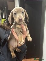 Miniature Dachshund dogs - Advert 5