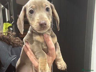 Miniature Dachshund dogs - Advert 2