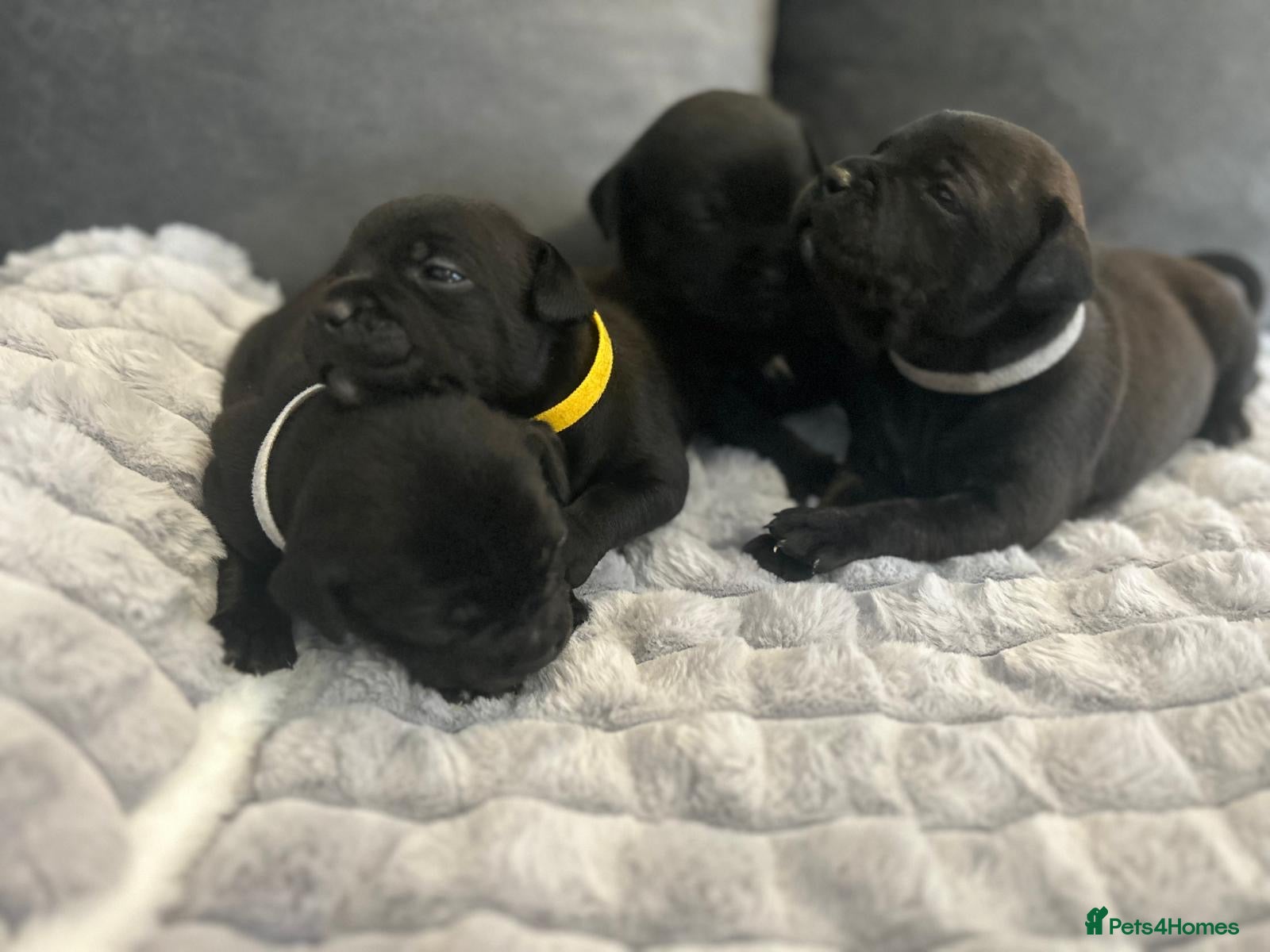 Staffordshire Bull Terrier dogs Staffordshire bull terrier 3 black girls left 😍 - Advert 1