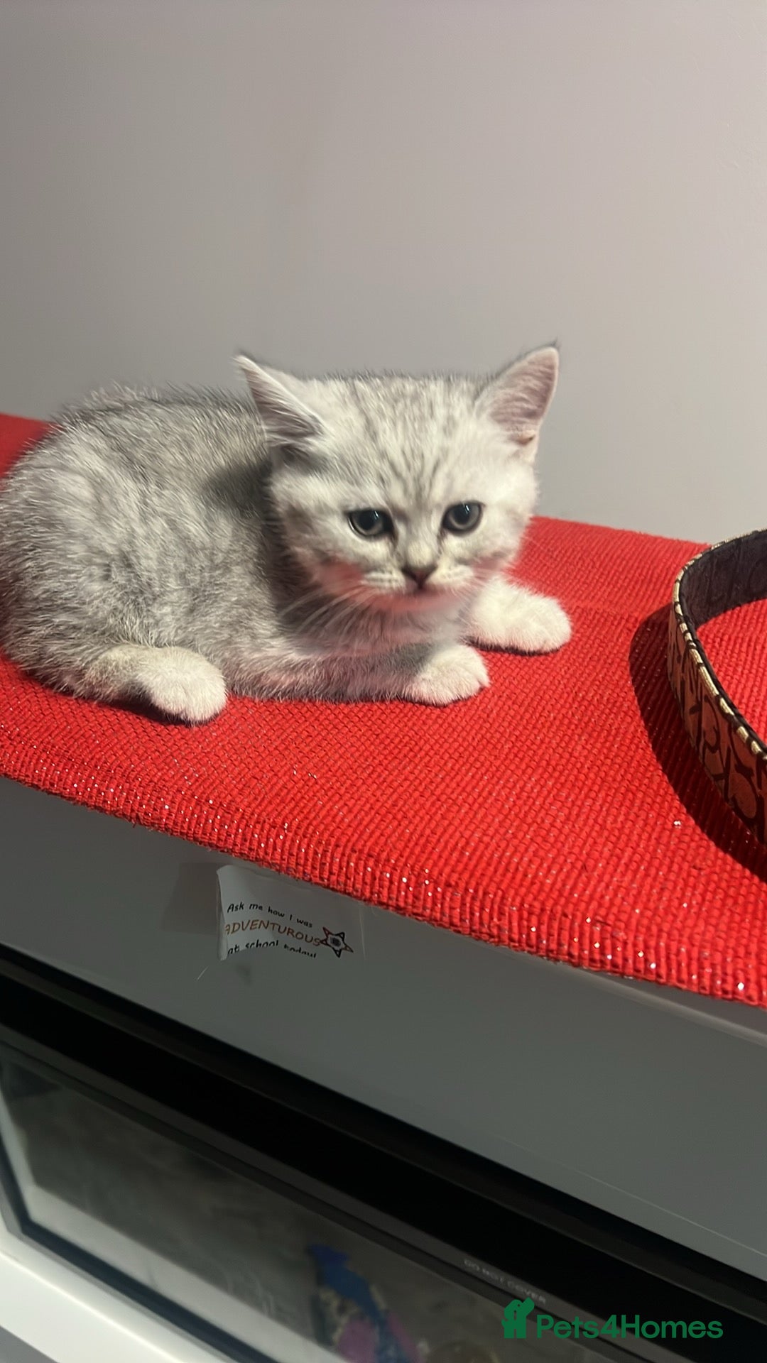 British Shorthair cats for sale: British Shorthair Kittens 🐱  - Advert 10