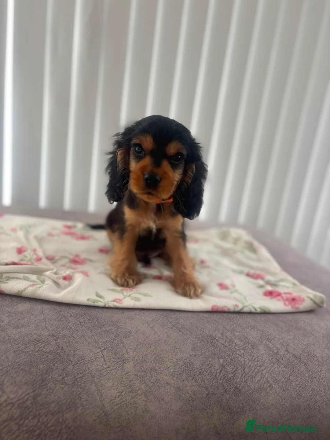 Cocker Spaniel dogs for sale: Cocker spaniel puppy  in Glasgow - Advert 10