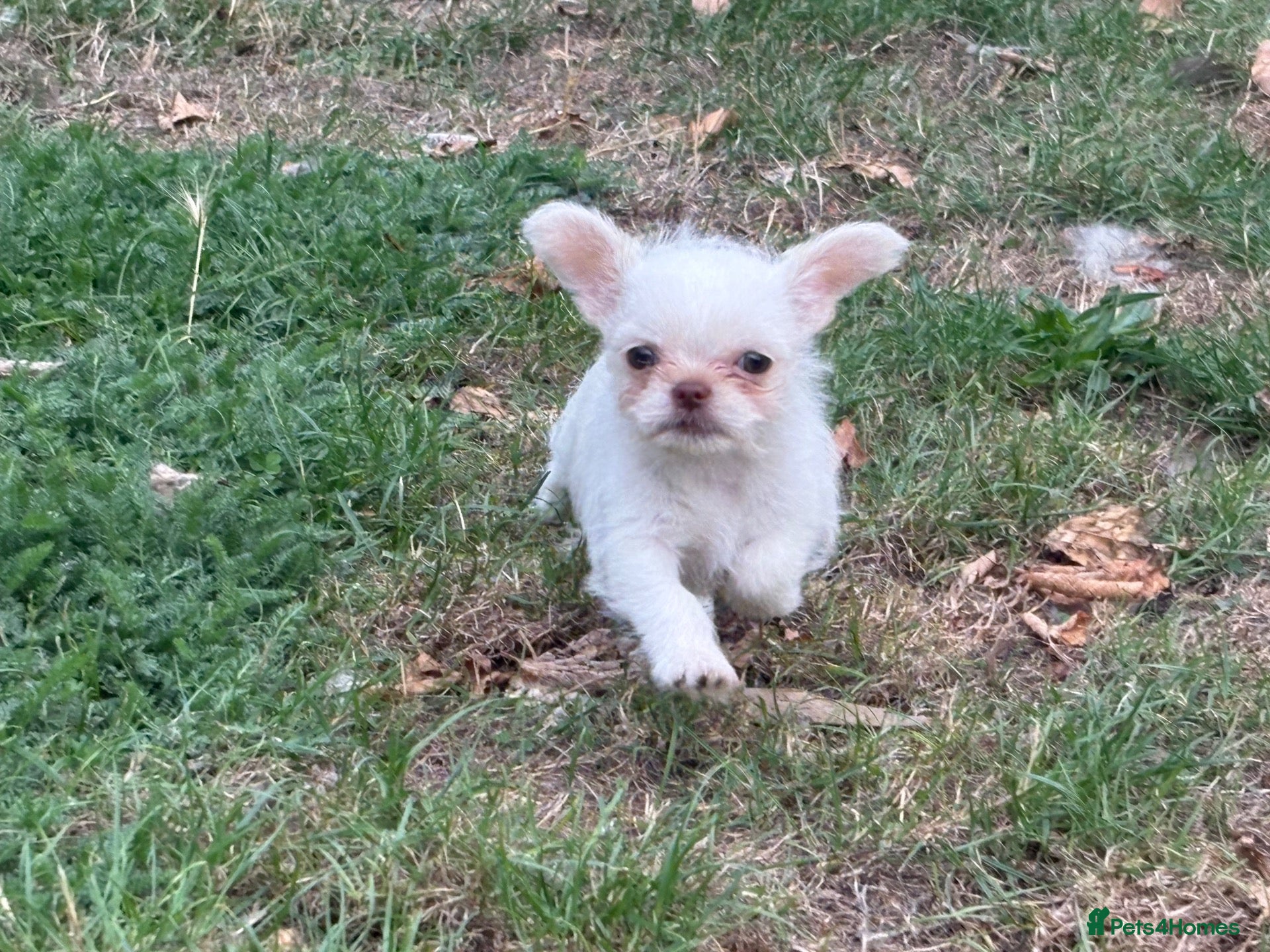 Mixed Breed dogs Super cute  chihuahua x  - Advert 1