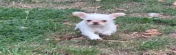 Mixed Breed dogs for sale: Super cute  chihuahua x  - Advert 1