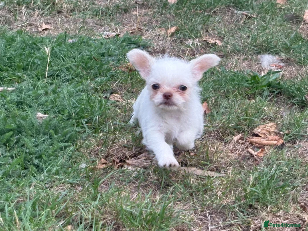 Mixed Breed dogs for sale: Super cute  chihuahua x  - Advert 1