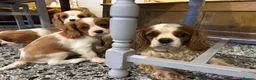 Cavalier King Charles Spaniel dogs for sale: Cavalier King Charles Spaniel puppies - Advert 2