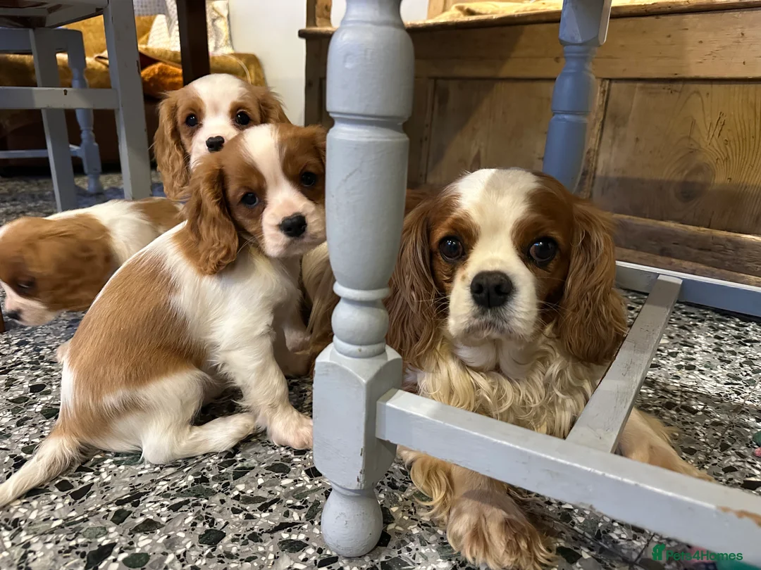Cavalier King Charles Spaniel dogs for sale: Cavalier King Charles Spaniel puppies - Advert 2