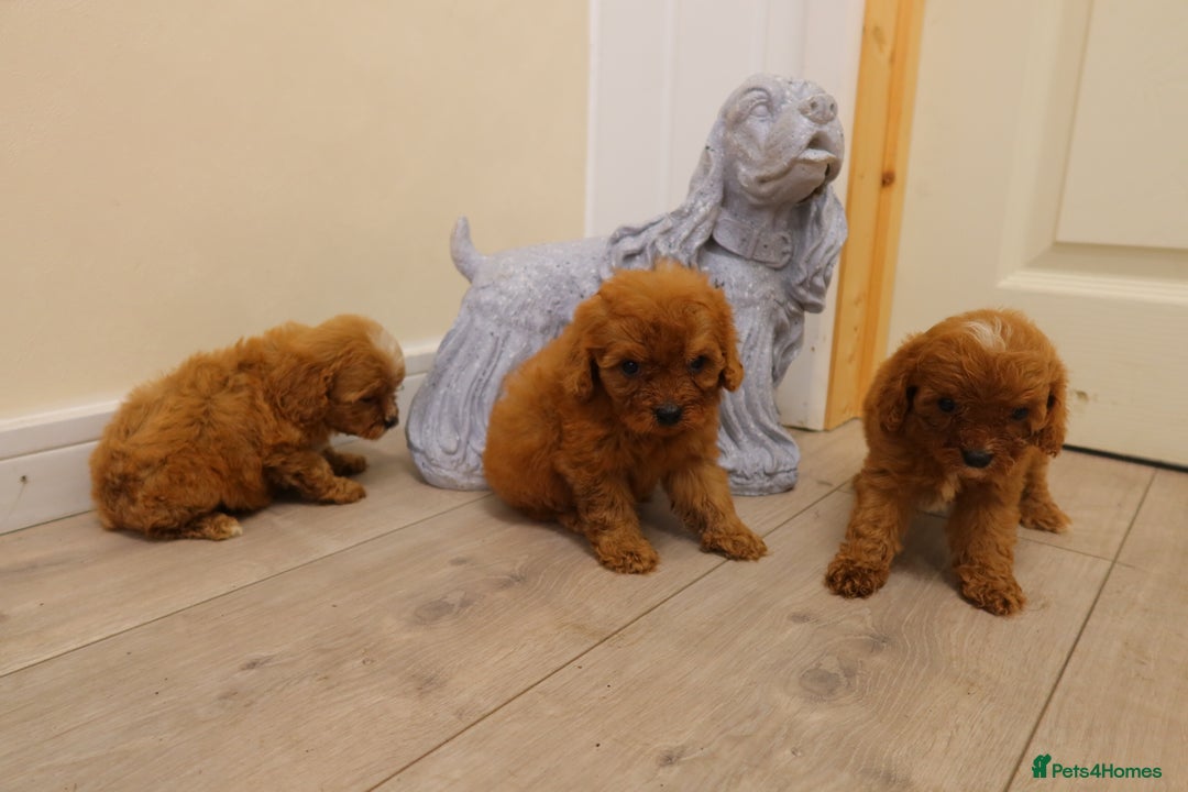 Cavapoo dogs for sale: F1 Cavapoo puppy's  - Image 7