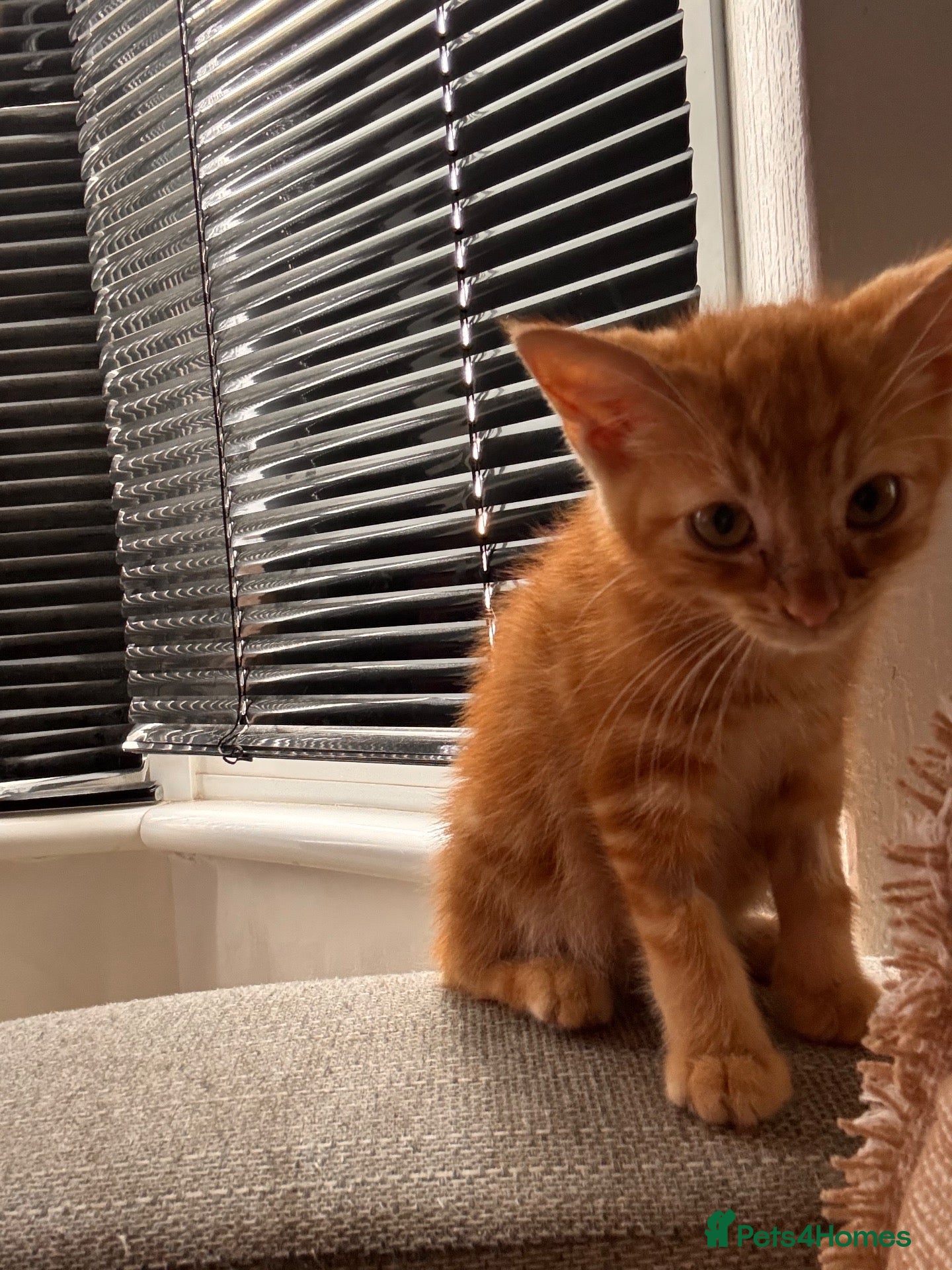 British Shorthair cats Male ginger kitten for sale  - Advert 1