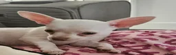 Chihuahua dogs for sale: Chihuahua puppies merle, white, black  in Colchester - Advert 12