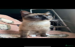 Siamese cats for sale: 2 boy cats  - Image 1