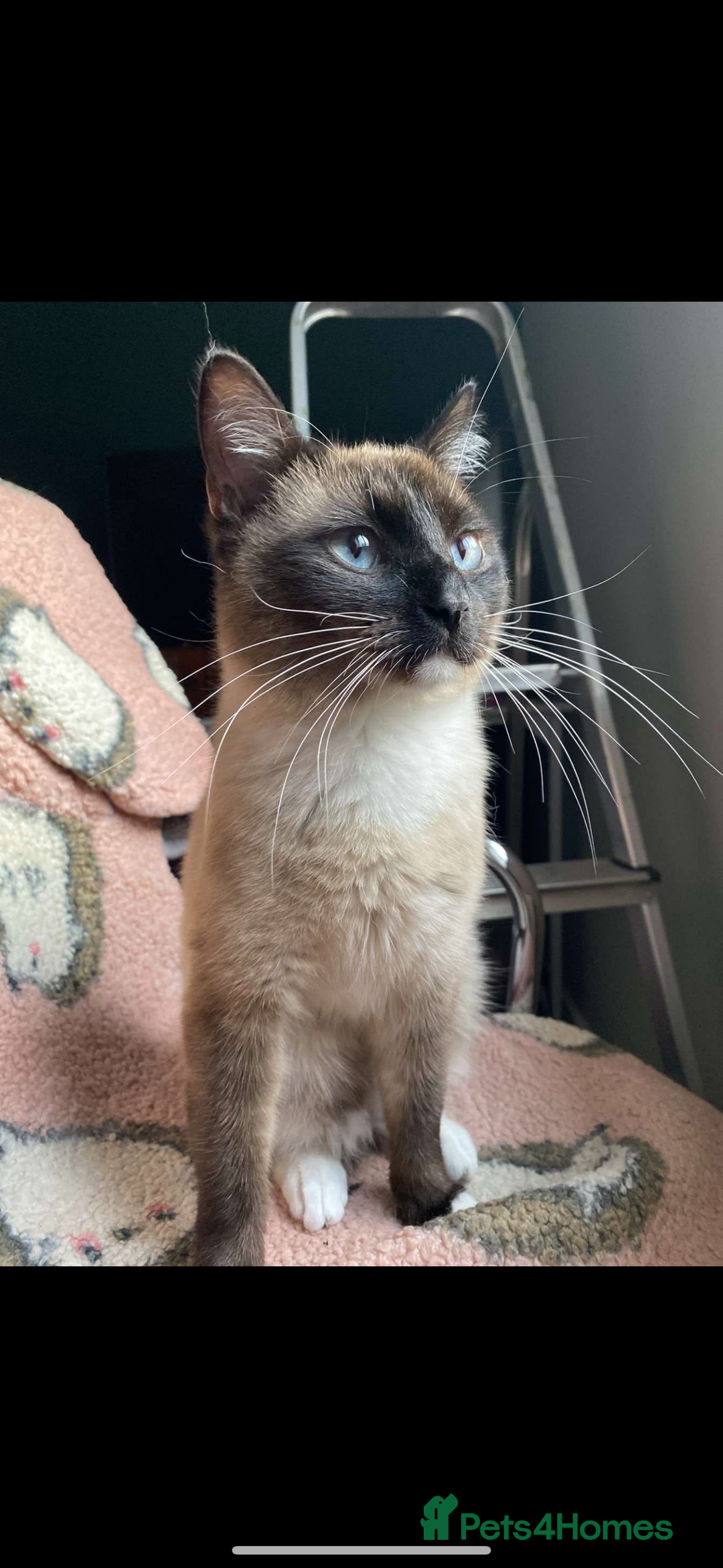 Siamese cats for sale: 2 boy cats  - Image 1