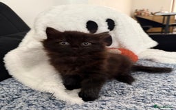 Mixed Breed cats for sale: Beautiful Fluffy Black Female Kitten  - Image 4
