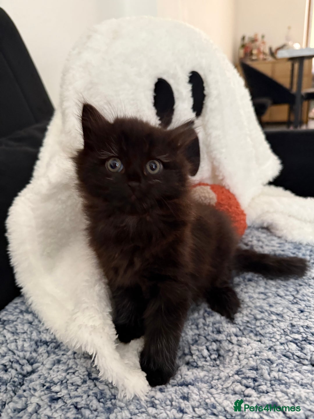 Mixed Breed cats for sale: Beautiful Fluffy Black Female Kitten  - Image 4