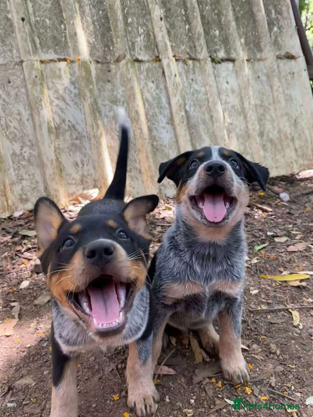 Australian Cattle Dog dogs for sale: Sweet And Loveable Litters Australian Cattle Dogs - Advert 1