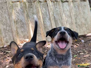 Australian Cattle Dog dogs Sweet And Loveable Litters Australian Cattle Dogs - Advert 2