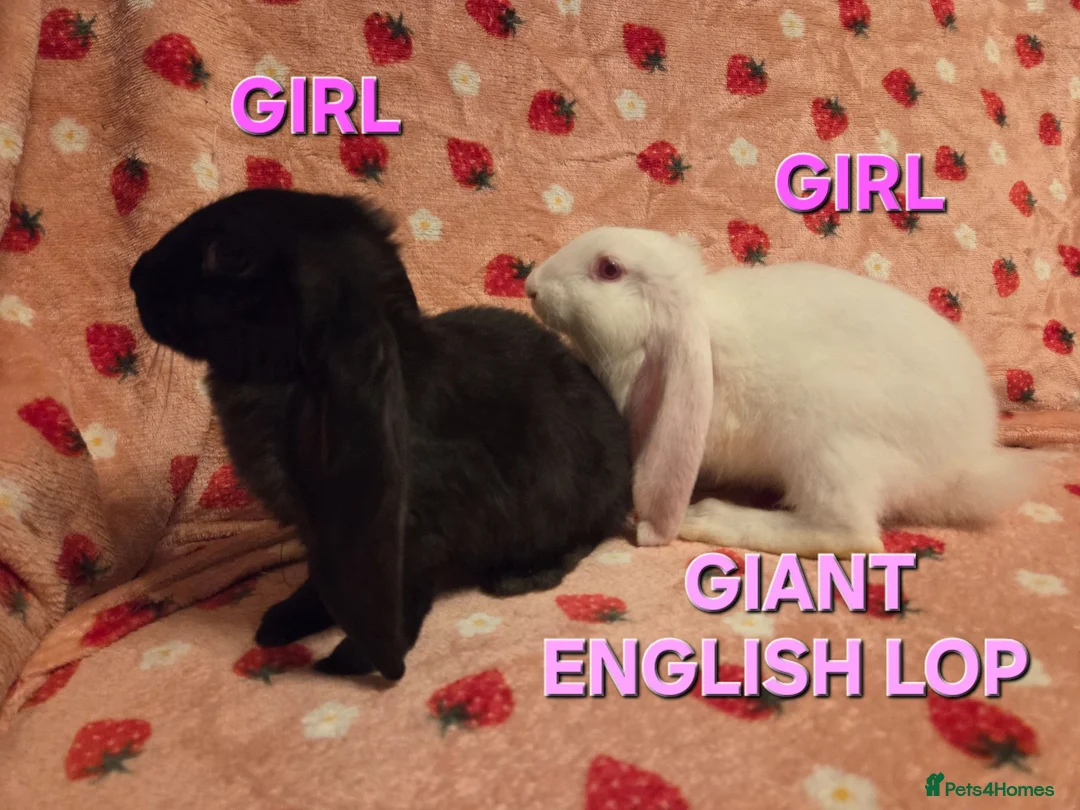 English Lop rabbits for sale: VERY TAME Last 2  Giant pure English Lop Does💗💗 - Advert 1