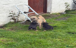 Border Terrier dogs for sale: GORGEOUS BORDER TERRIER GIRLS - Advert 2