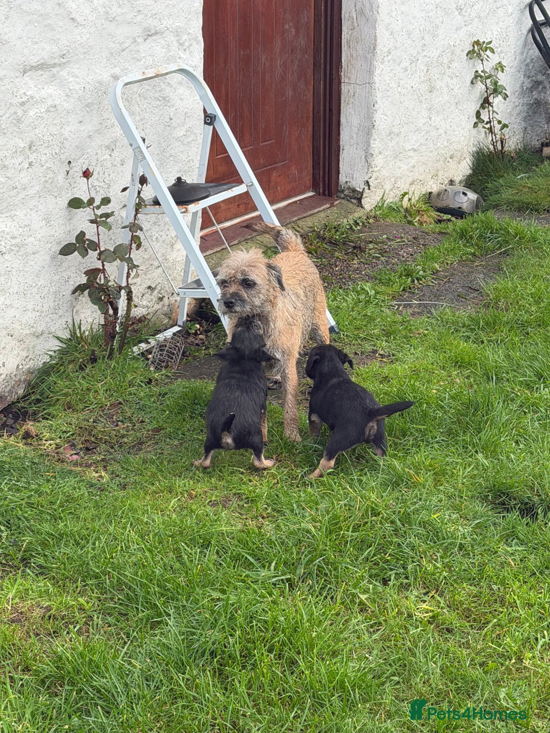 Border Terrier dogs for sale: GORGEOUS BORDER TERRIER GIRLS - Advert 2