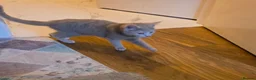 Mixed Breed cats for sale: SPECIAL discount £ only beige kitten ❤️❤️😻💓  - Advert 16
