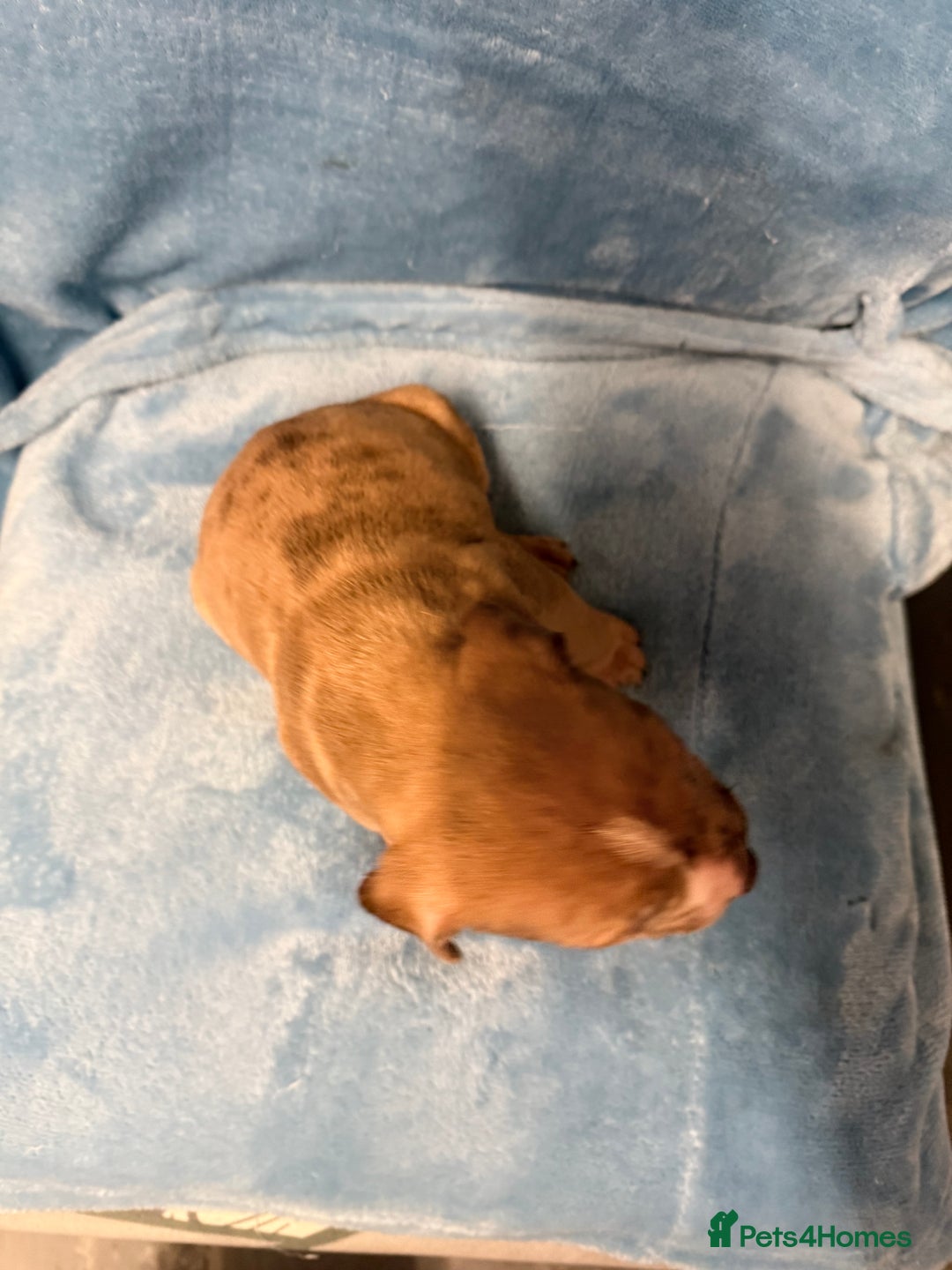 Mixed Breed dogs for sale: Cane Corso mixed  - Advert 16