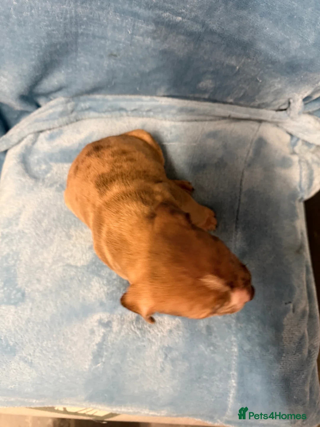 Mixed Breed dogs for sale: Cane Corso mixed  - Advert 25