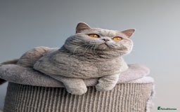 British Shorthair cats for stud: Champion GCCF BSH stud  in Derby - Image 2