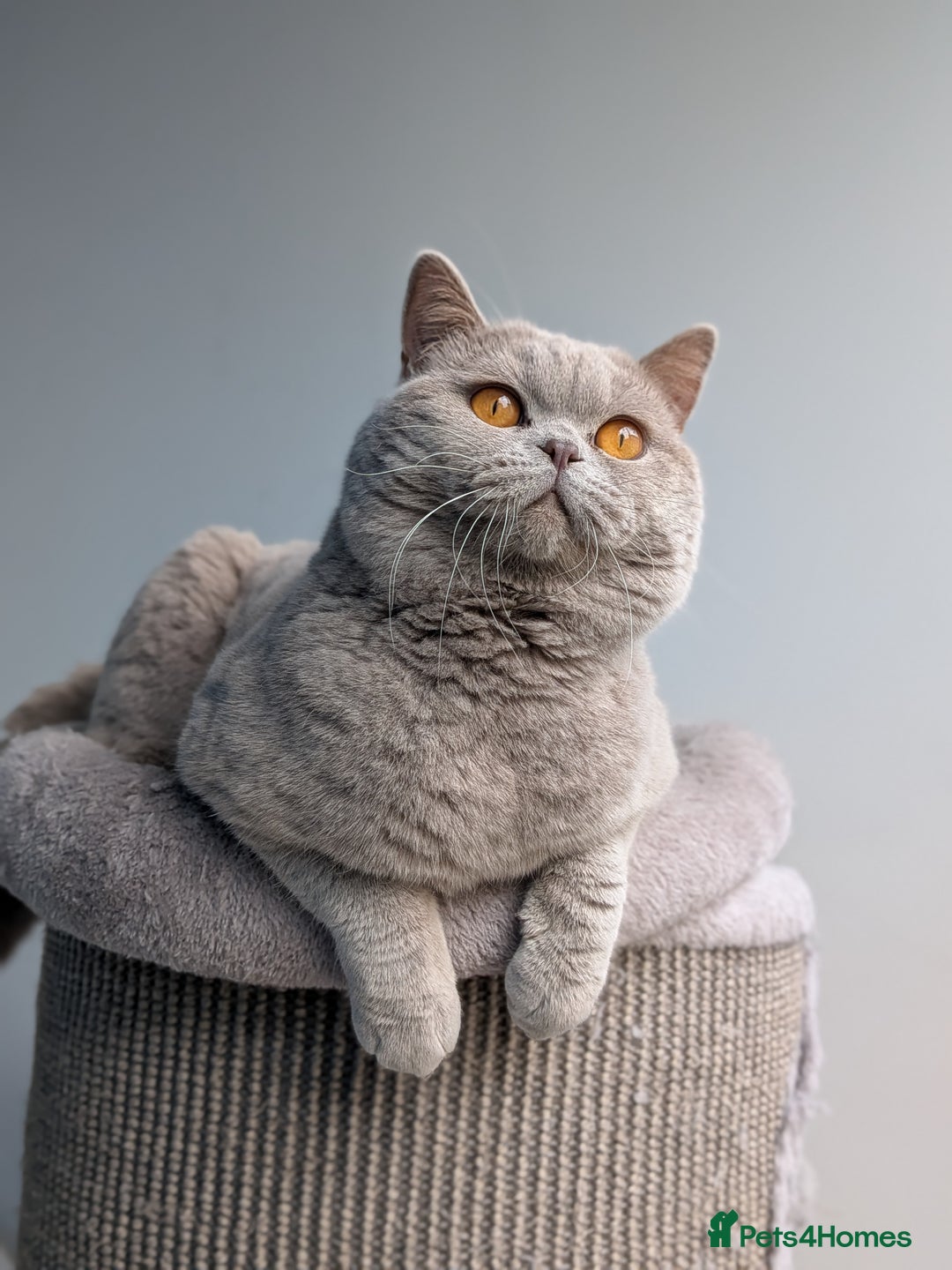 British Shorthair cats for stud: Champion GCCF BSH stud  in Derby - Image 2
