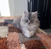 British Longhair cats We have 2 adorable Boy - Advert 5