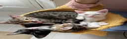 Mixed Breed cats for sale: 5 kittens 3 male 2 female 10 weeks old  in London - Advert 7
