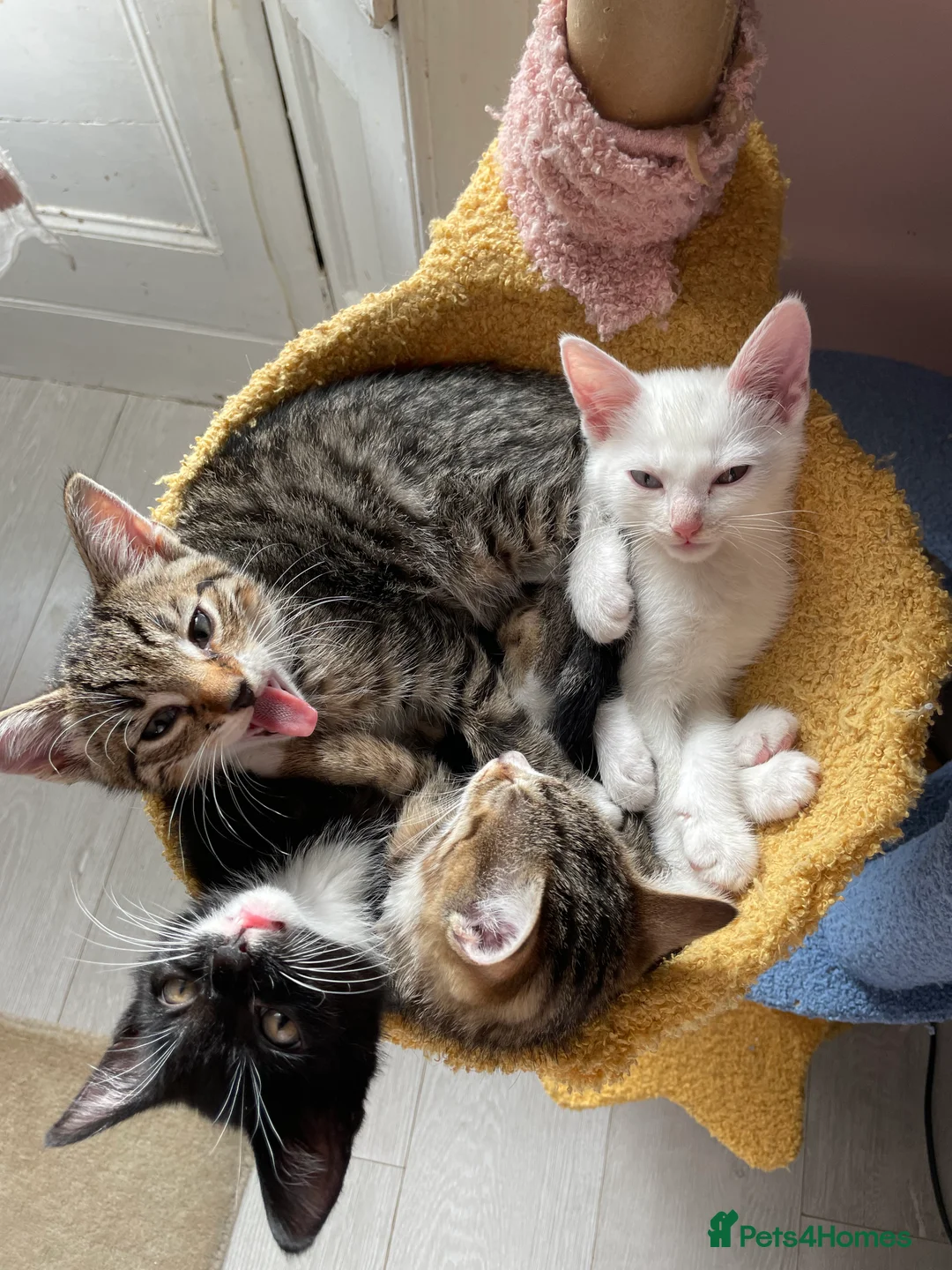 Mixed Breed cats for sale: 5 kittens 3 male 2 female 10 weeks old  in London - Advert 7