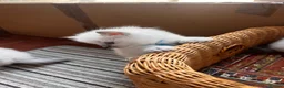 Ragdoll cats for sale: Pure ragdoll kittens - Advert 12