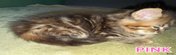 Maine Coon cats for sale: Maine Coon Cross Kittens Ready for Homes! - Advert 15