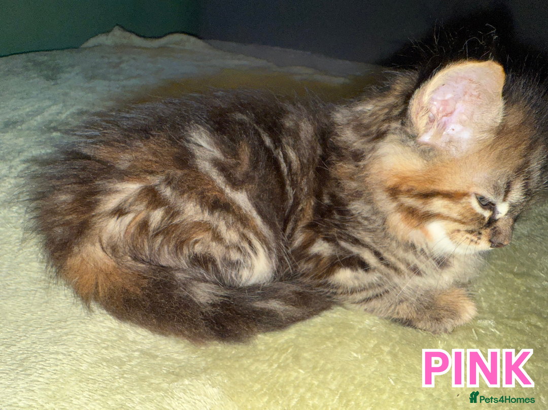 Maine Coon cats for sale: Maine Coon Cross Kittens Ready for Homes! - Advert 15