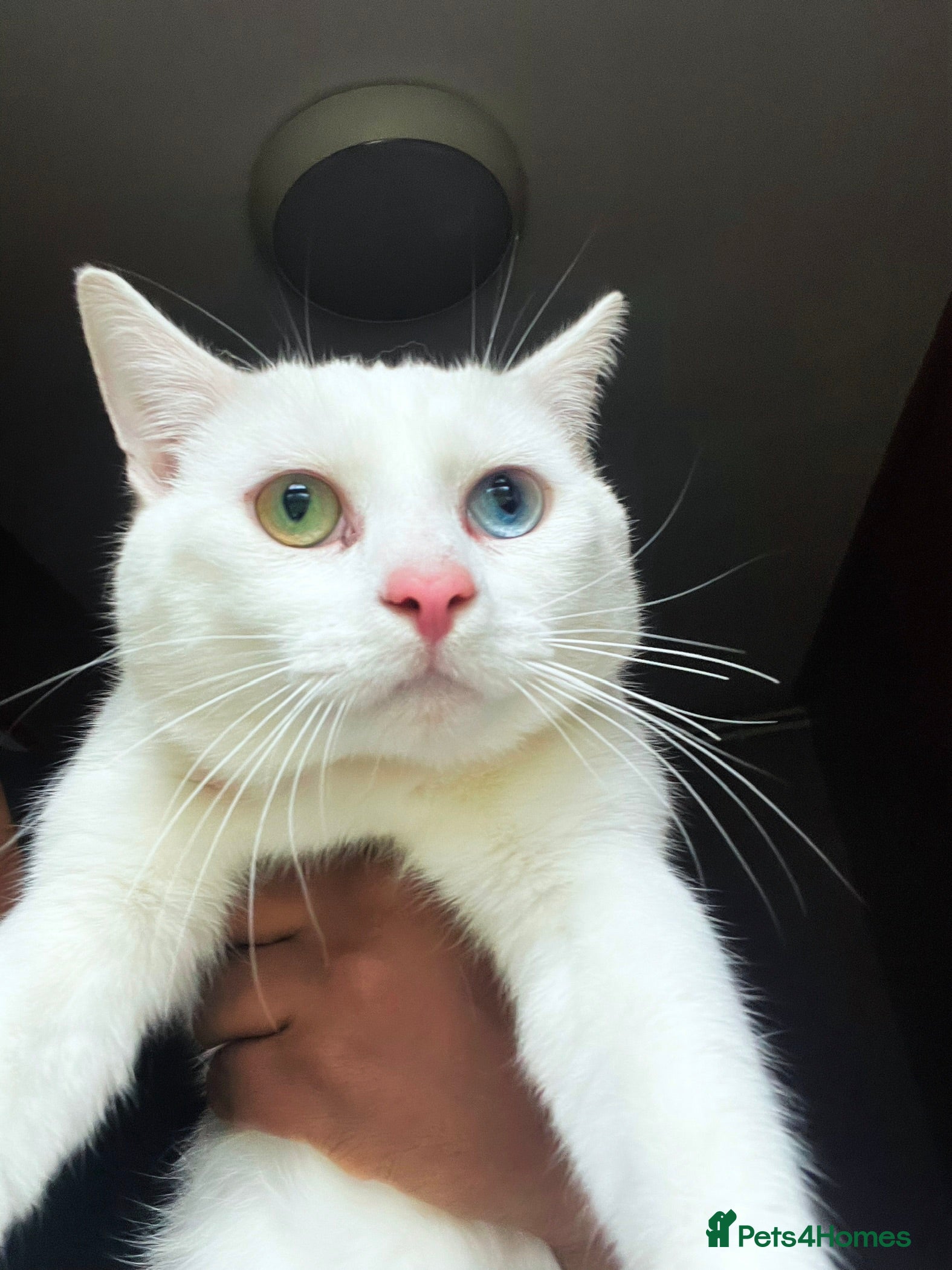 Mixed Breed cats Stunning Mix Thai “Khao manee” kittens  - Advert 13