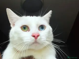 Mixed Breed cats Stunning Mix Thai “Khao manee” kittens - Advert 13