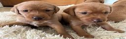 Labrador Retriever dogs for sale: Fox Red Labrador pups - Advert 6