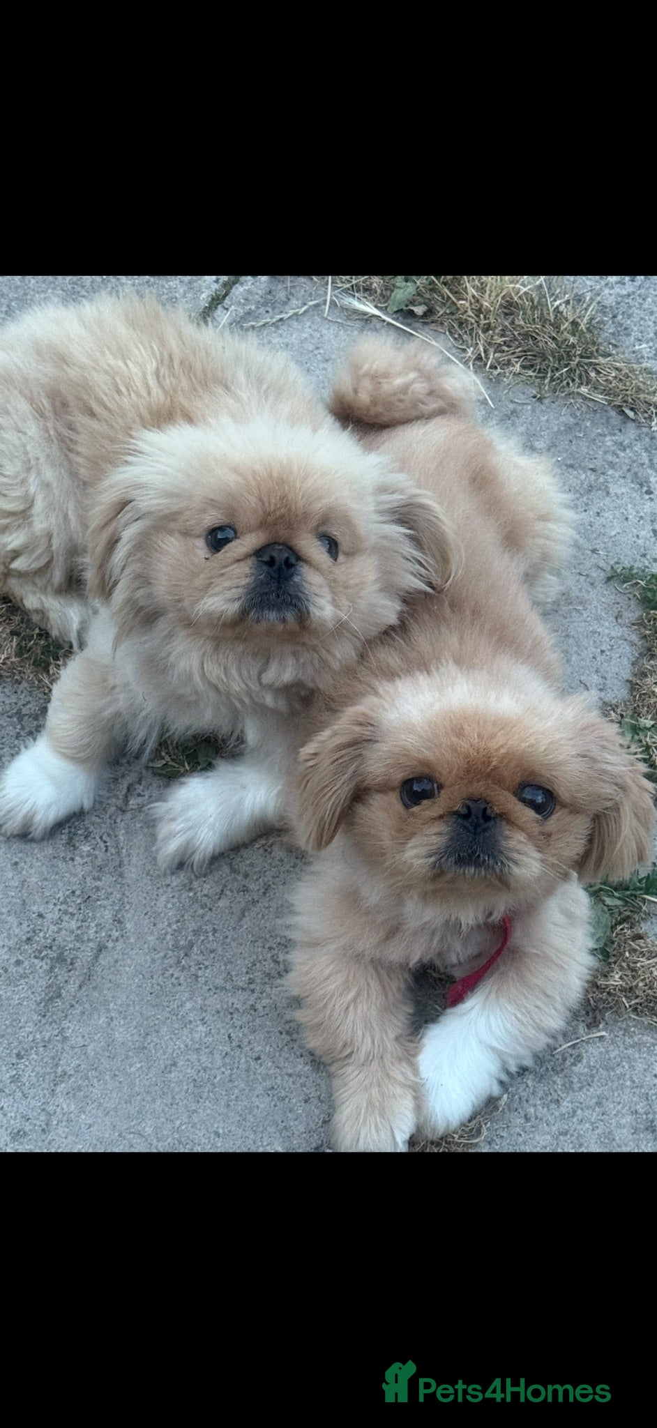 Pekingese dogs Rare pekingnese 2 boys 1 year old apricot & white  - Advert 3