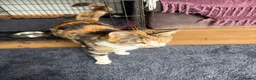Mixed Breed cats for sale: Gorgeous kittens - Advert 11