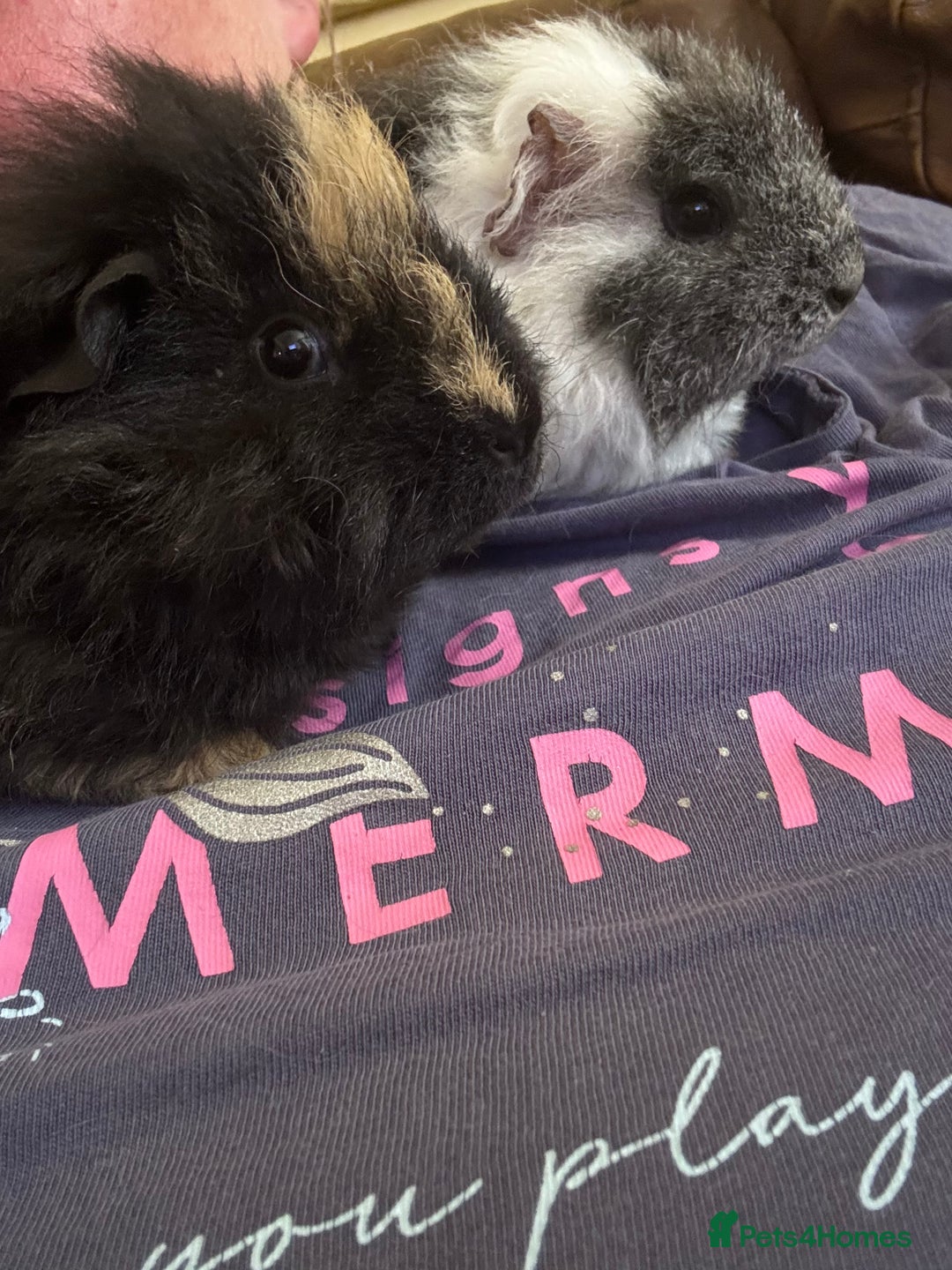 Guinea Pig rodents for sale: Two lovely Female Guinea pigs looking for a home  - Advert 2