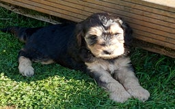Mixed Breed dogs for sale: Labradoodle Pups for sale - Image 5