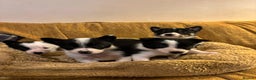 Border Collie dogs for sale: Stunning puppies. Parents health tested - Advert 13