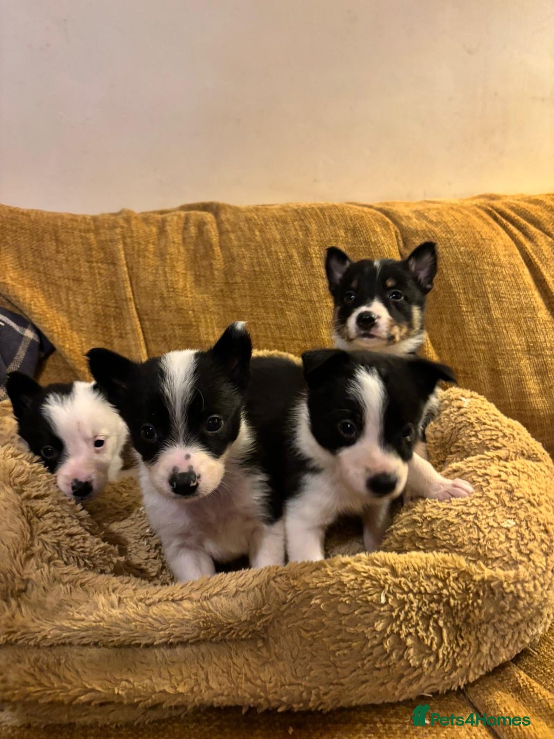 Border Collie dogs for sale: Stunning puppies. Parents health tested - Advert 13