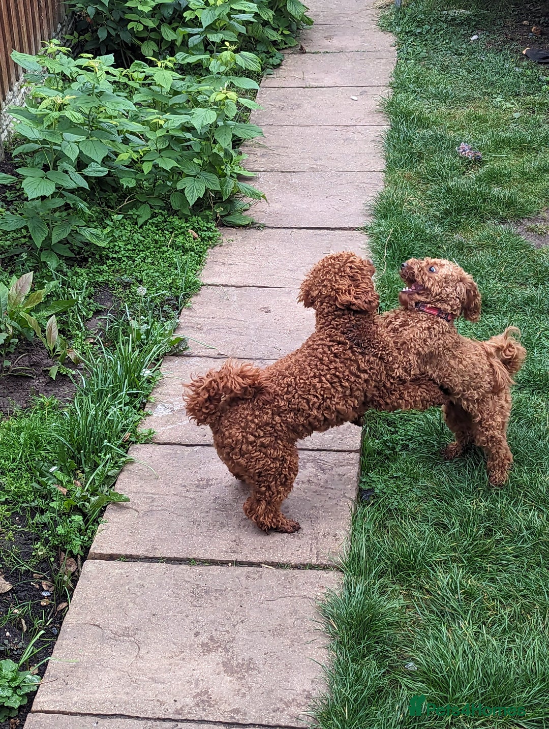 Toy Poodle dogs for stud: For stud Toy-miniature poodle  - Advert 3