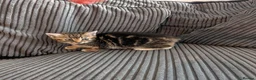 Mixed Breed cats for sale: Kittens  - Advert 12