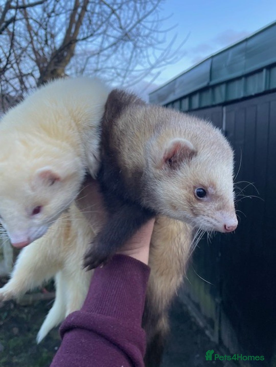 Ferret rodents for sale: 2 hobs for sale - Advert 1