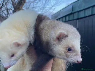 Ferret rodents 2 hobs for sale - Advert 6