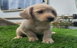 Mixed Breed dogs for sale: Mixed puppy’s  - Image 4