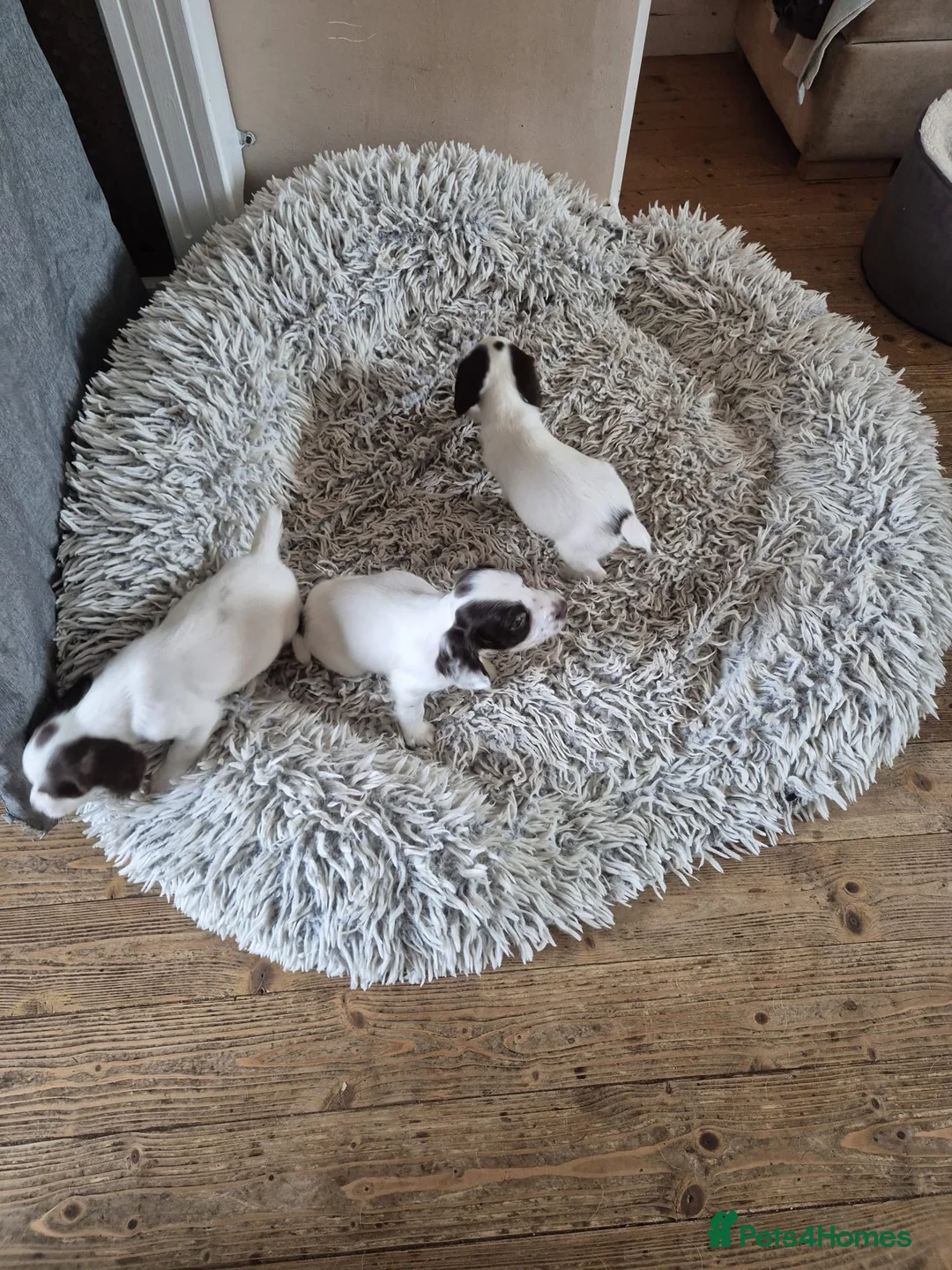 English Springer Spaniel dogs for sale: 3 beautiful male springs spaniels for sale  in Chorley - Advert 4