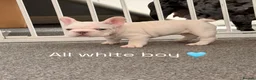 French Bulldog dogs for sale: french bulldogs ready next week  - Advert 14
