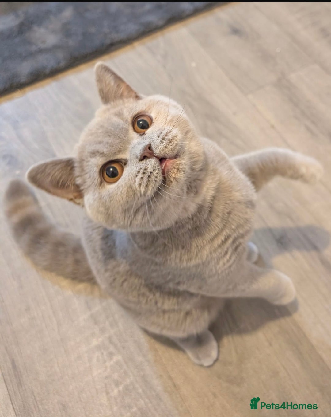 British Shorthair cats for sale: Active Gccf and Tica lilac tortie girl  - Advert 7